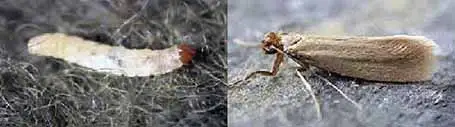 Adult carpet moth and grub